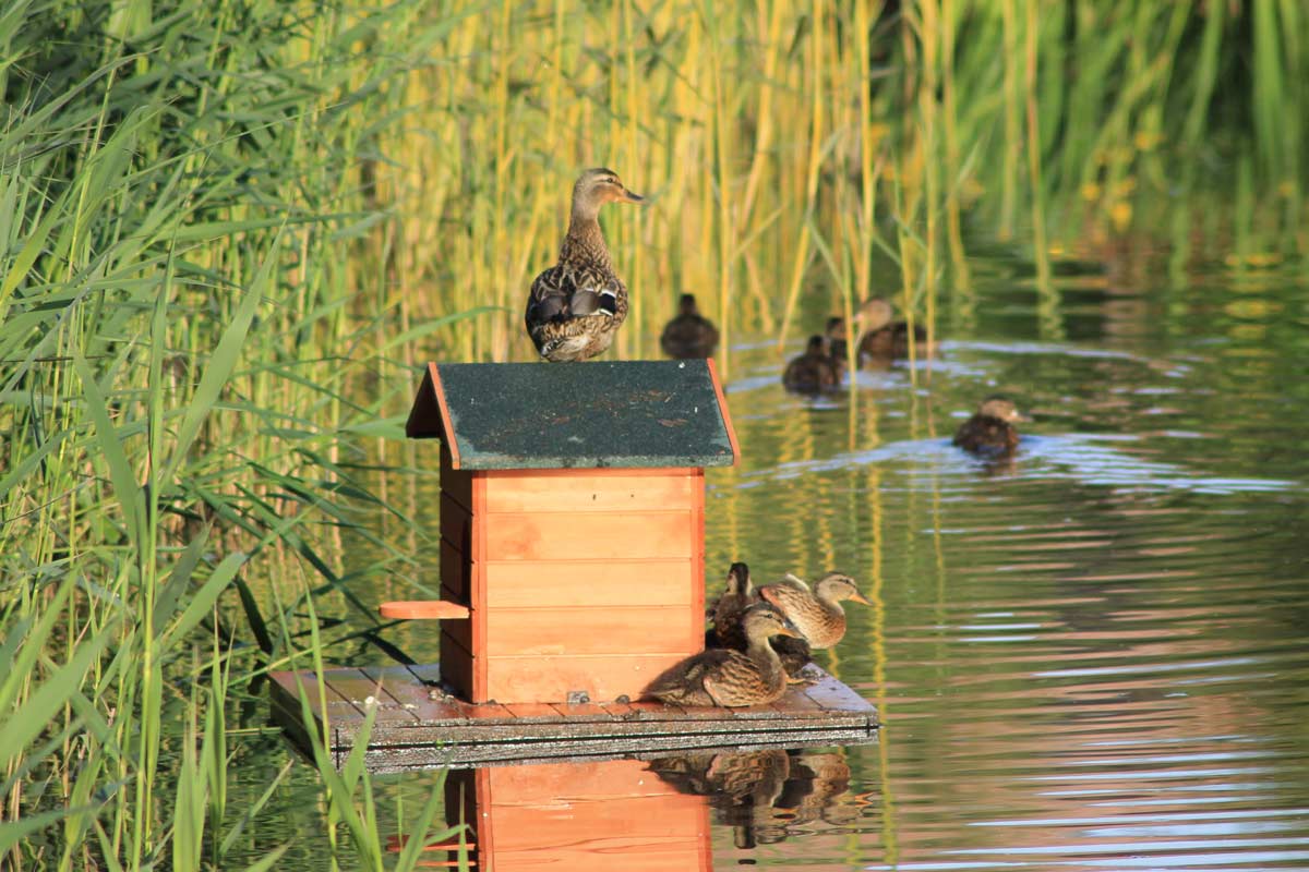 faune-etang-au-neuf-mille@1200px