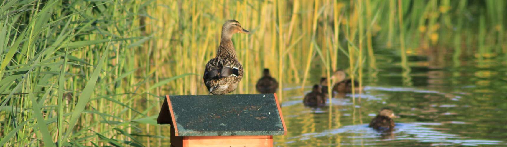 faune-etang-au-neuf-mille@1720px